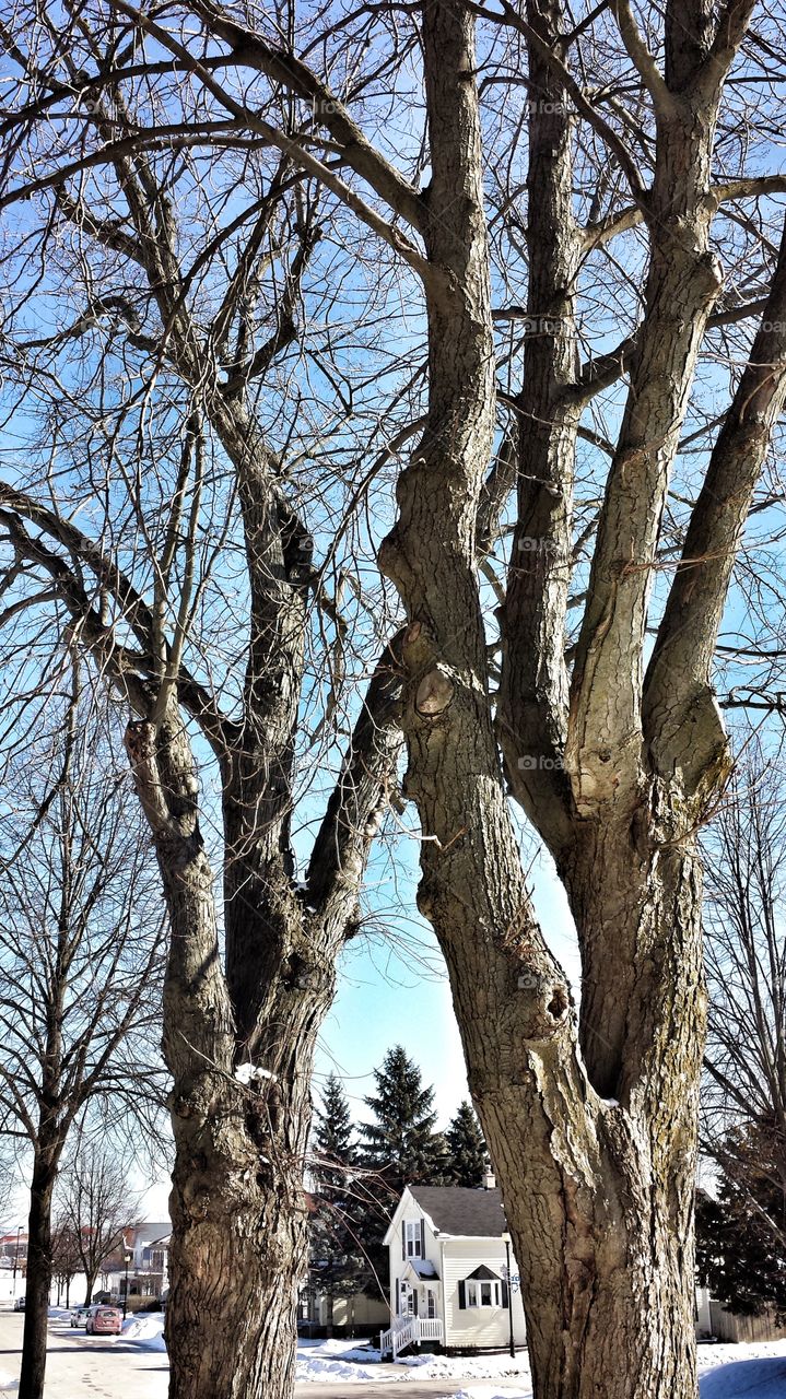 View Between the Trees