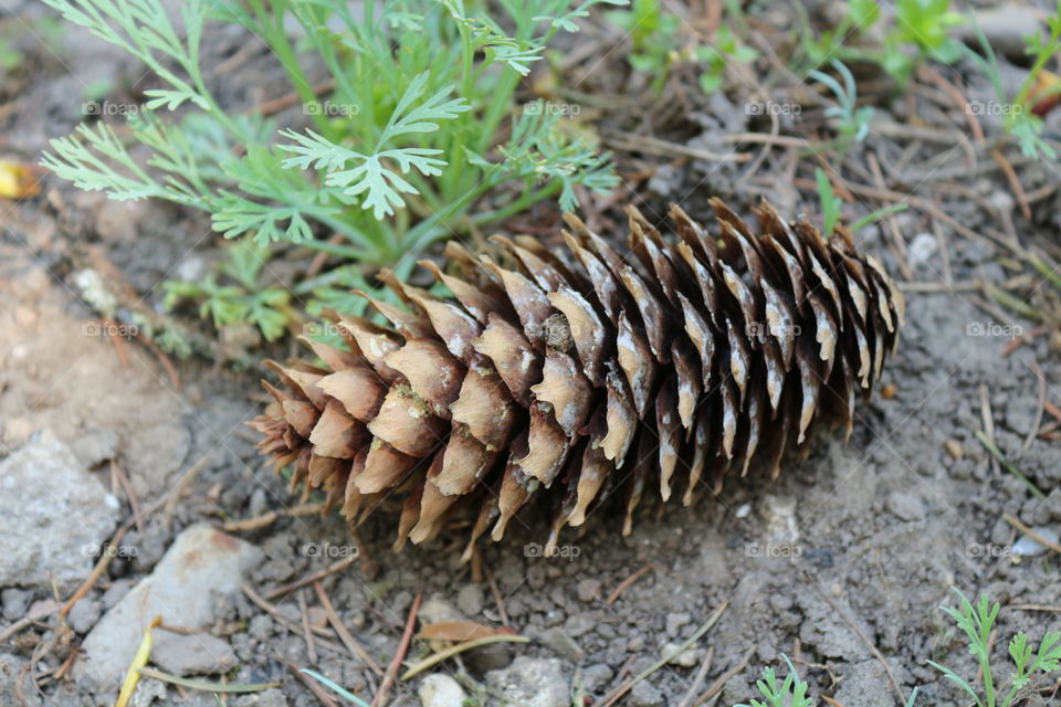 cone