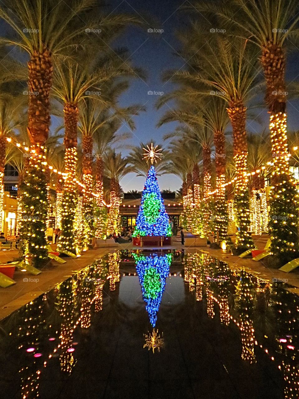 Dazzling holiday lights, Christmas tree, palm trees and water.