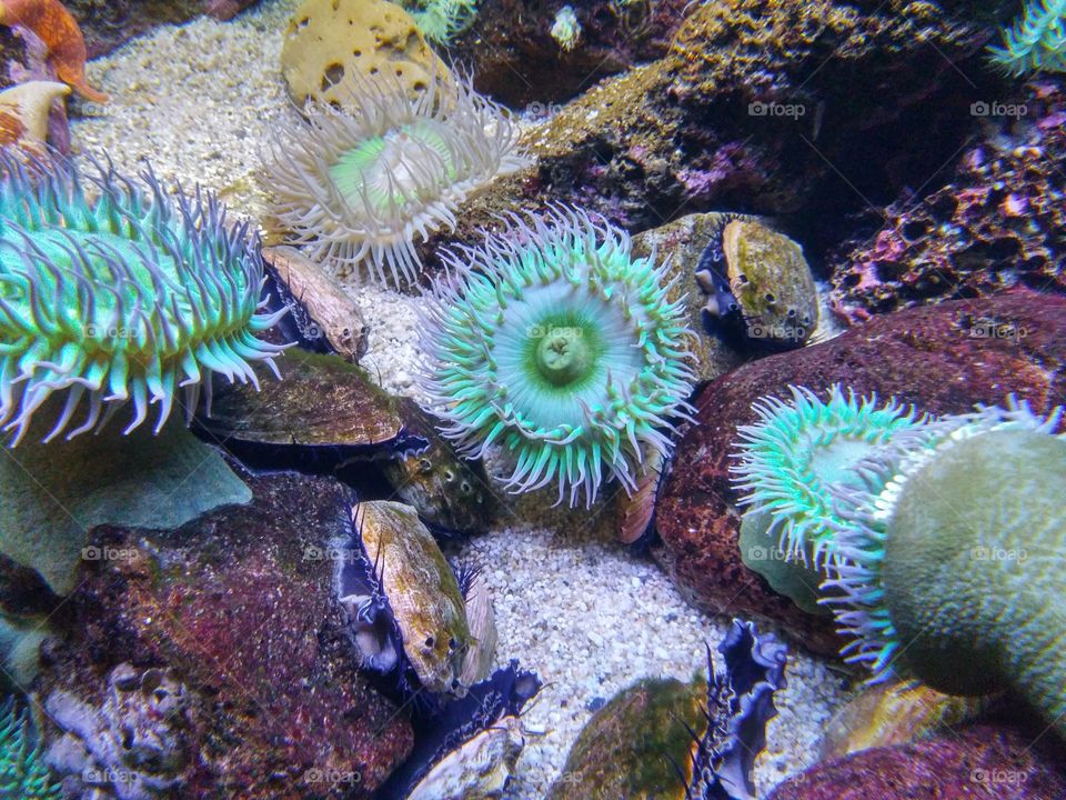 Amazing anemone colour