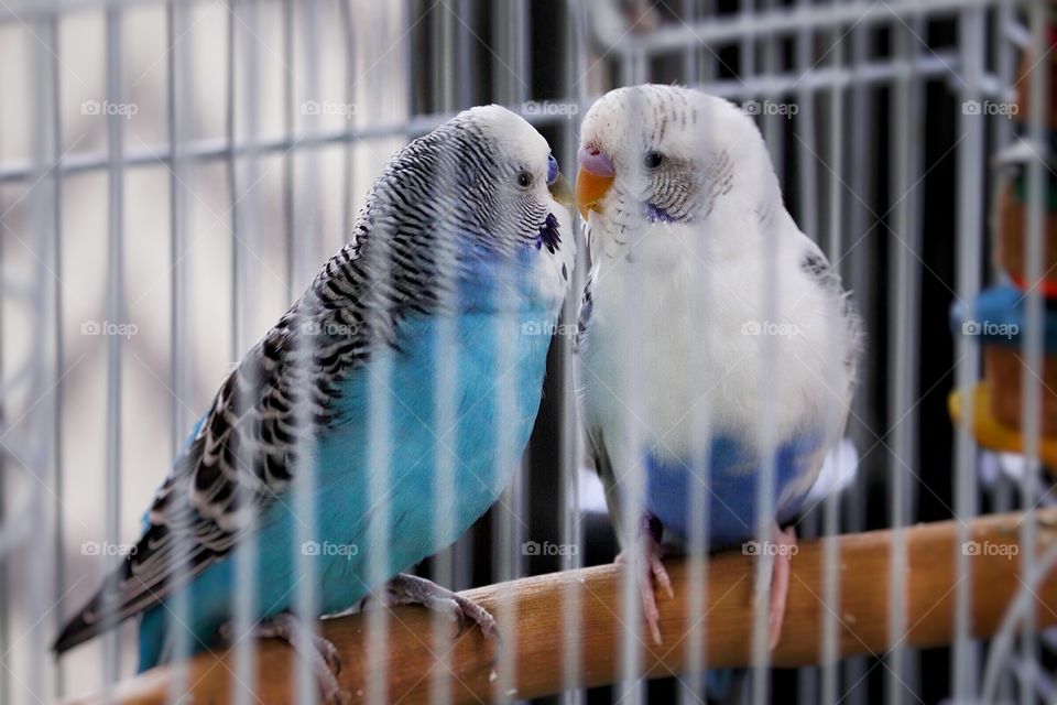 Two budgies kissing. Love Birds!