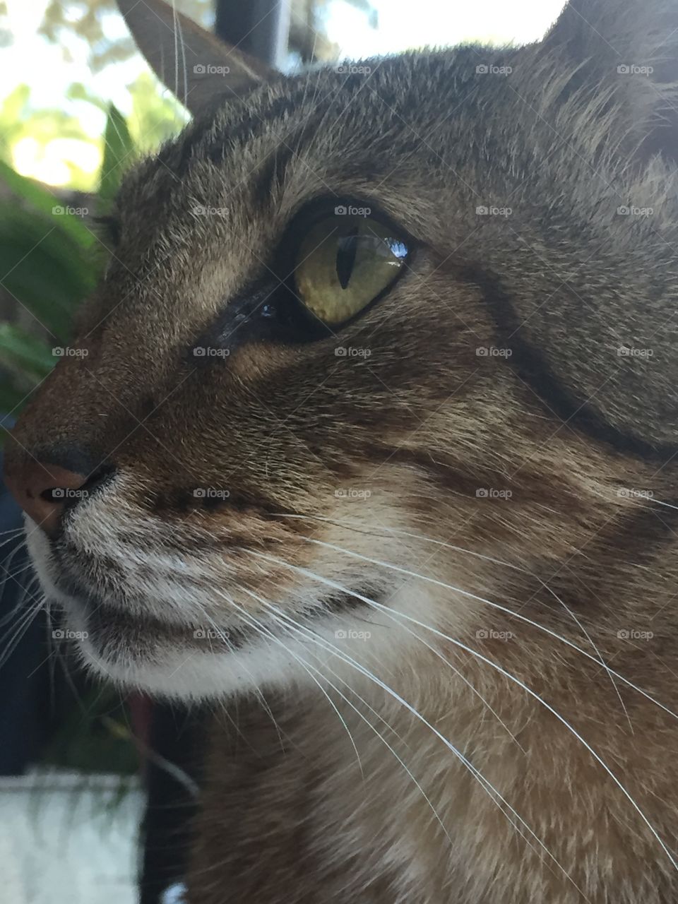 Handsome ocicat 
