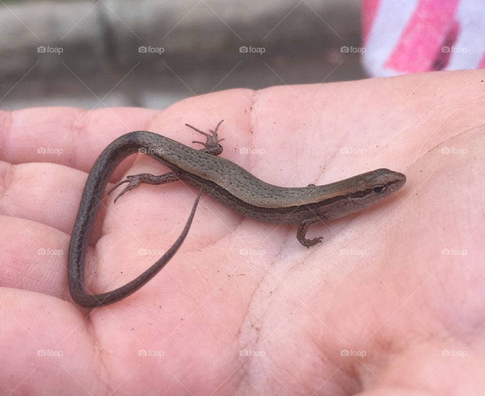 Ground skink or little brown skink 