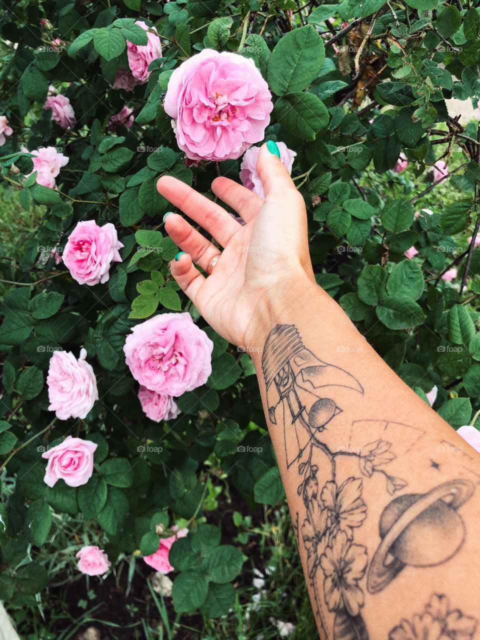 a bush of a tea pink rose and the hand of a girl with a tattoo