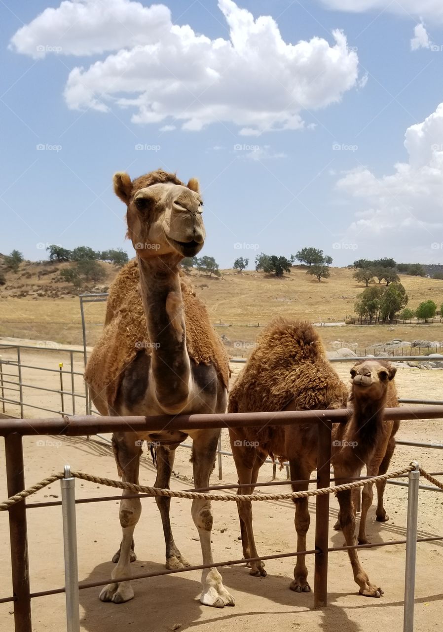 mama and baby camel