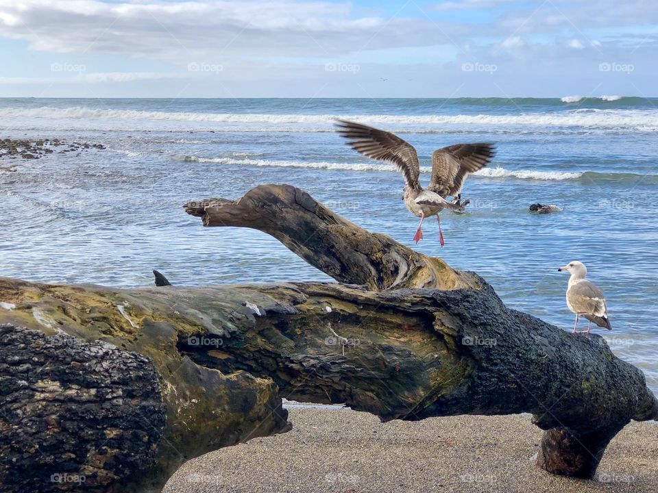 Foap Mission, Glorious Mother Nature! Seagull Taking Off In Flight From Driftwood With Ocean And Waves In The Background!