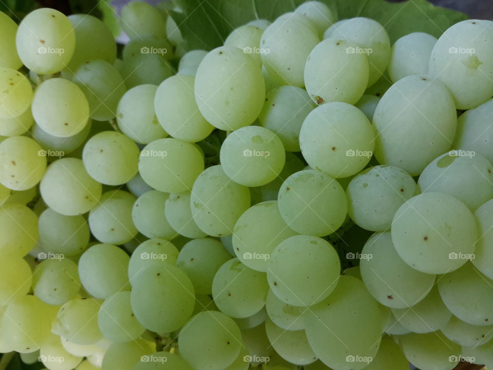 Close-up of a Grape