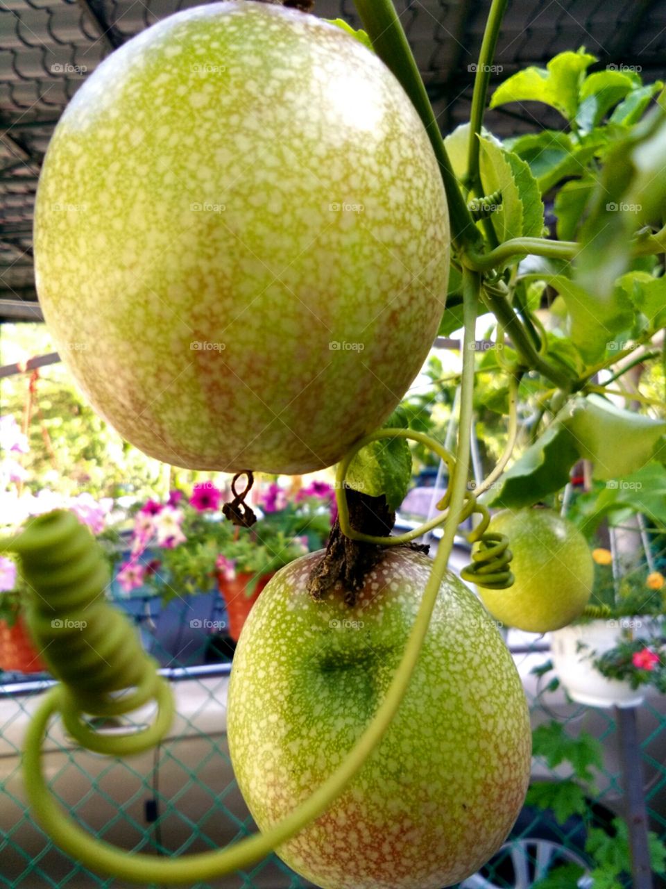 passionfruits, almost ripe