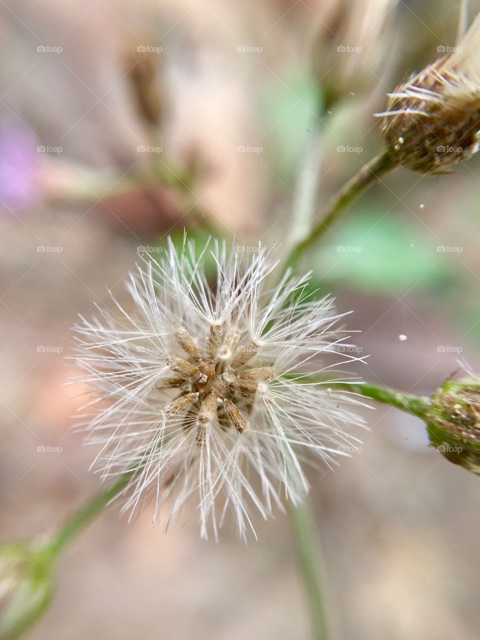 Little white flower closeup macro photo