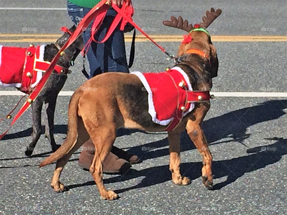 Walking the dogs in a parade