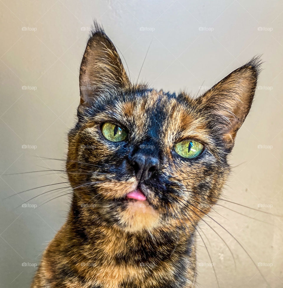 Cute tortoiseshell cat with her tongue out