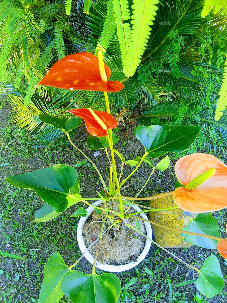 colored anthurium in a vase