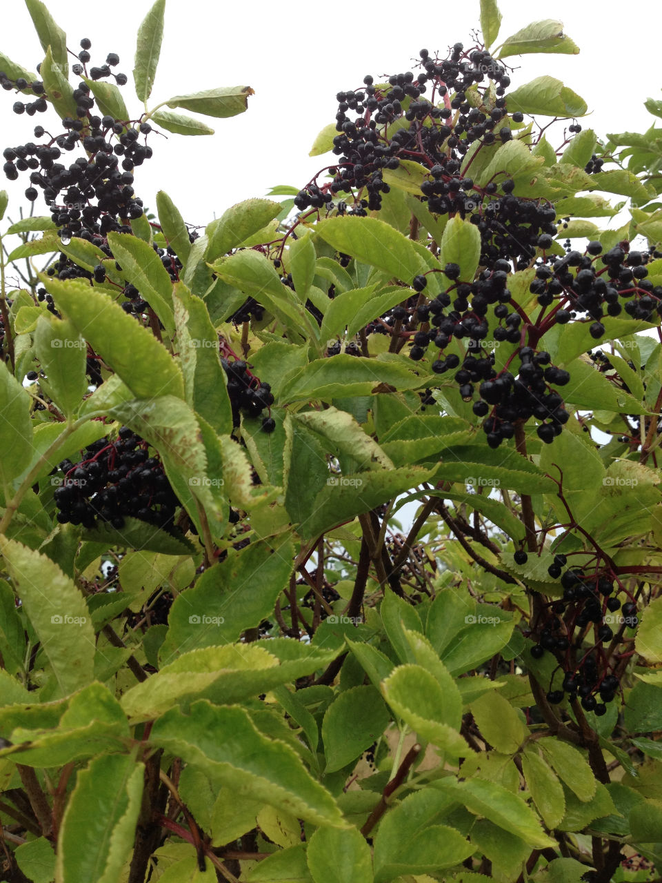italy fruit berries regn by majapaja