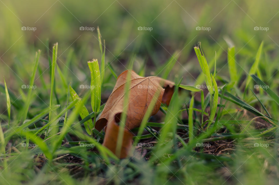 misplaced. as I was walking through the yard I notice
d this dead leaf in the green grass. it felt lonely and it off place shot it