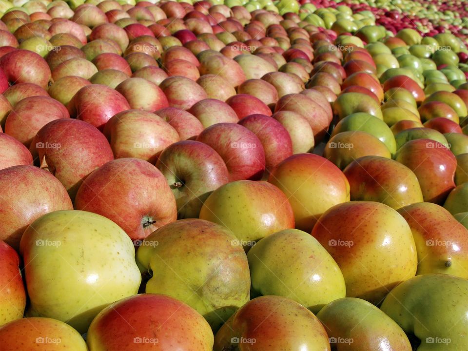 Fresh apples in abundance