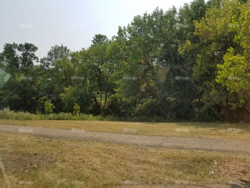 Landscape, Tree, Nature, Wood, Environment