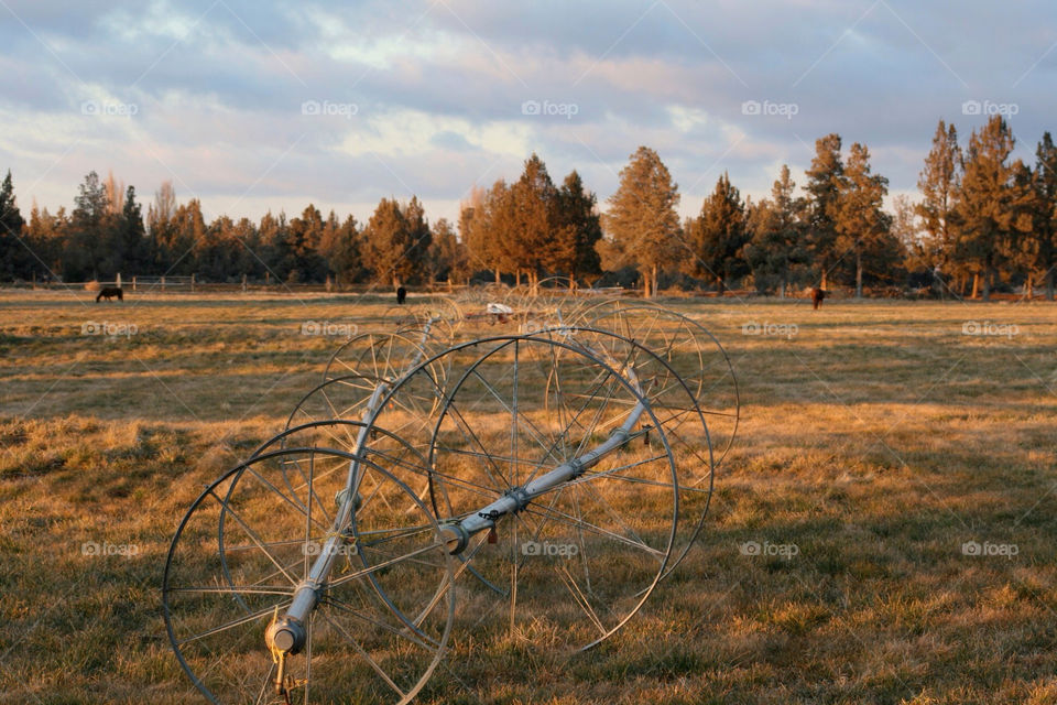 trees fall autumn horse by mmcook