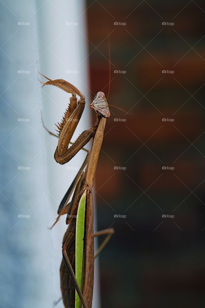 Praying Mantis, Praying mantis posed on the surface, praying mantis portrait, wildlife animals macro shot, details of a praying mantis, good luck charm, good luck animals 