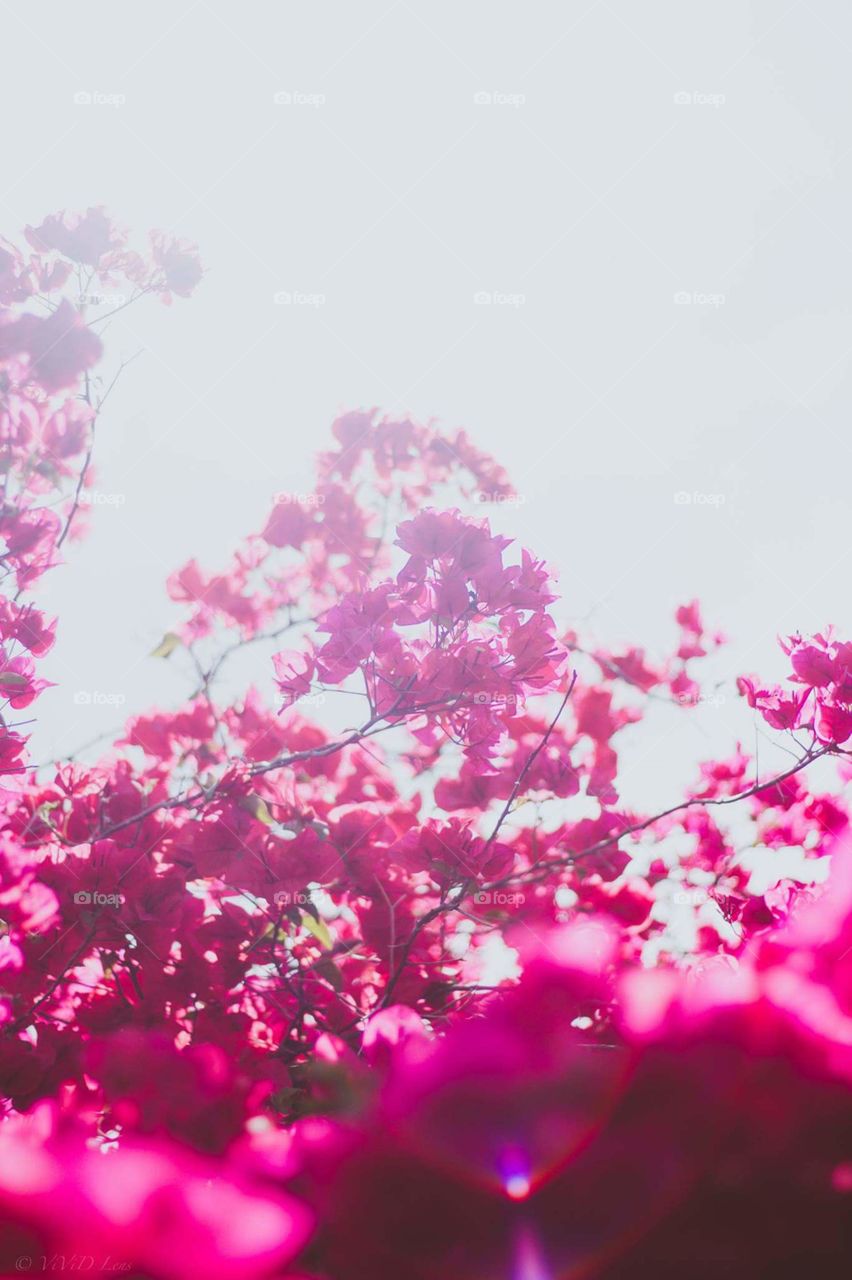 pink blossoms