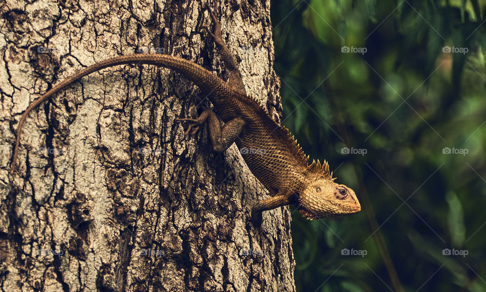 Oriental garden lizard - backyard garden photography