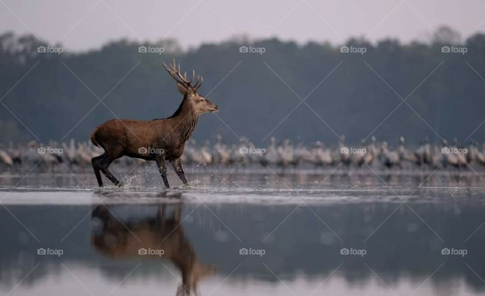 Red Deer