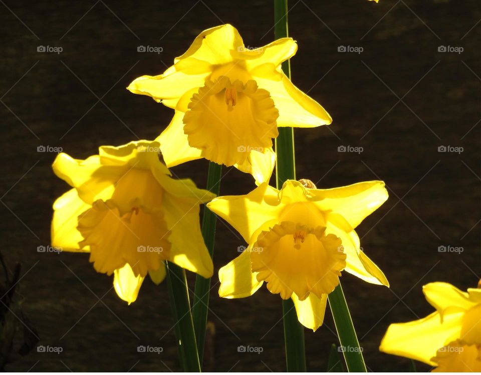 translucent daffodils