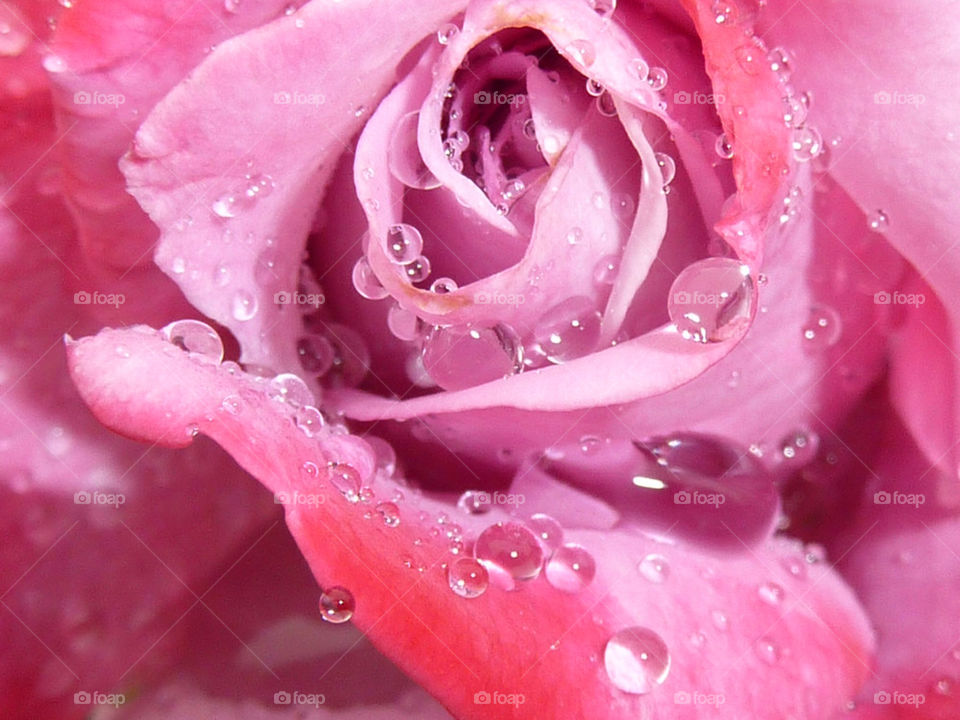 pink water rose beads by iamschmoo