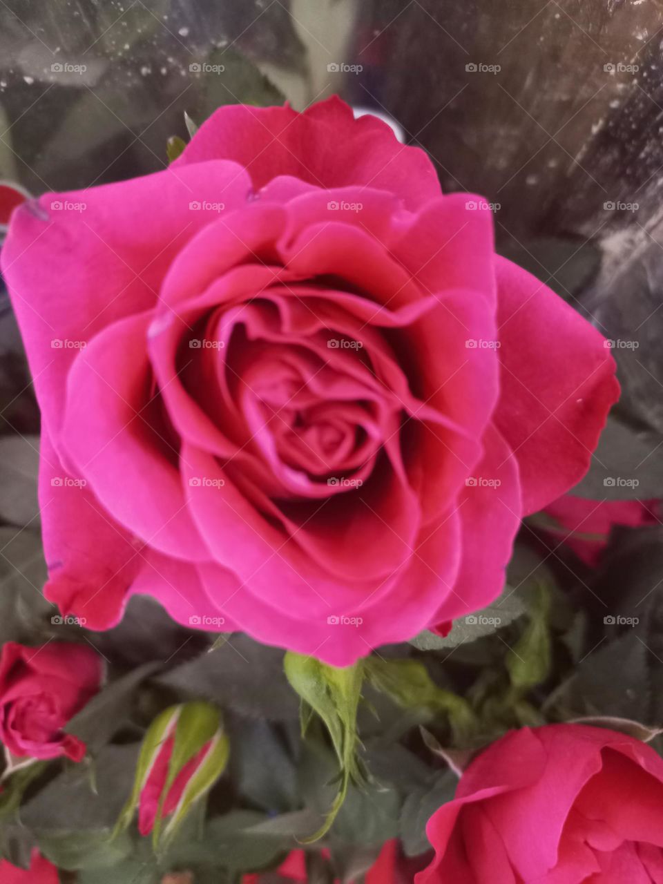 A Rosa vermelha  é um clássico. Durante séculos,   a rosa vermelha, com sua cor vibrante  e exuberante foi associada  ao amor e a paixão.