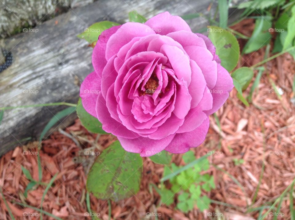 First rose of the season. 