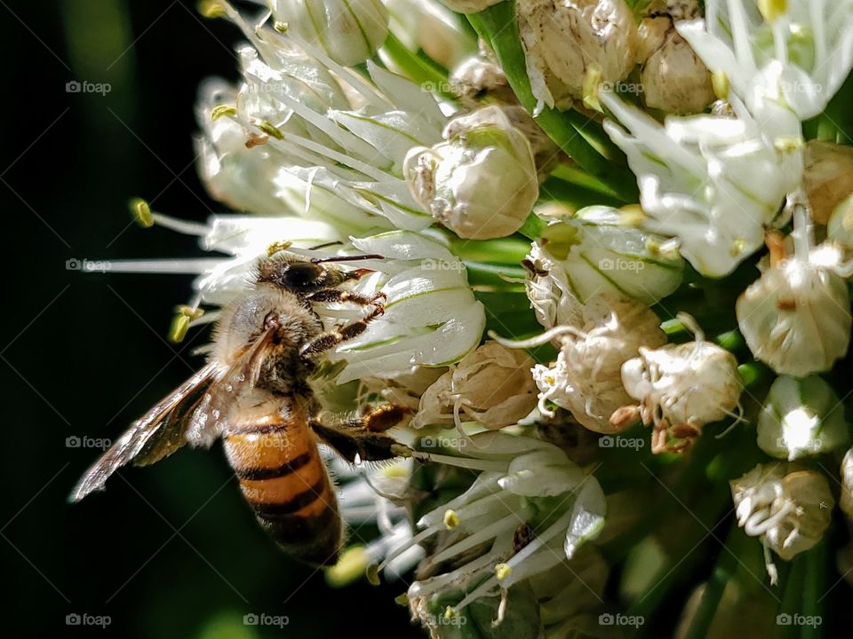 Honey bee pollinating white onion flowers