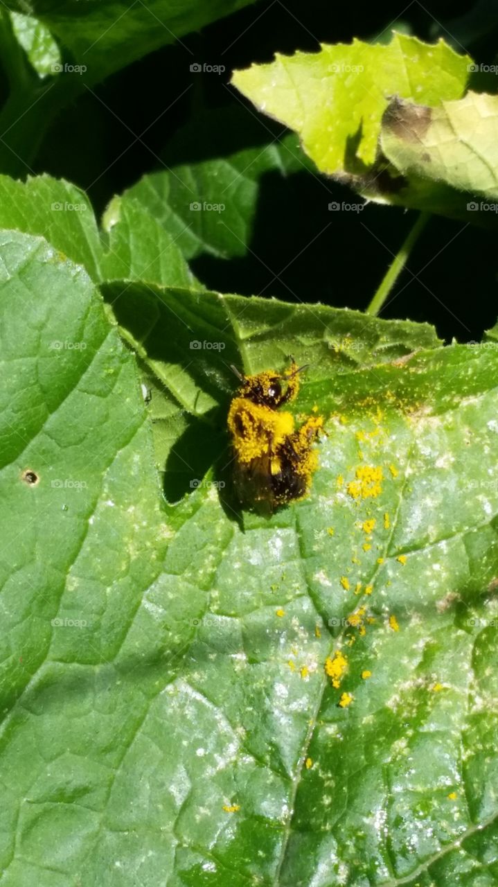 Bee scattering pollen on a leaf