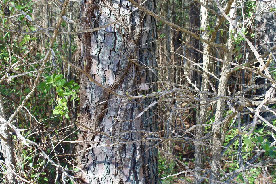 Overgrowth 