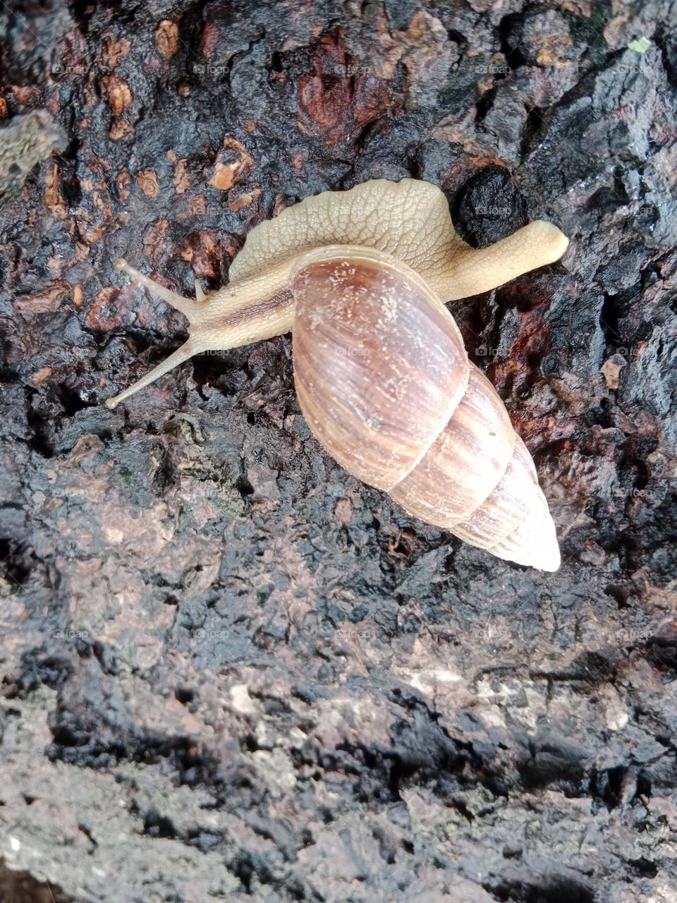 snail