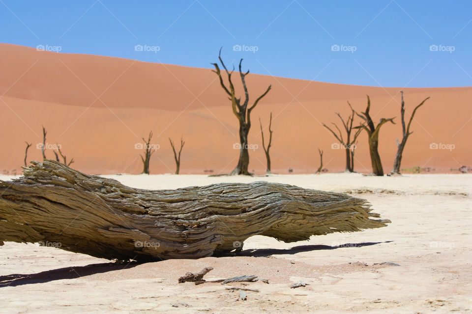 Fallen Giant in Deadvlei