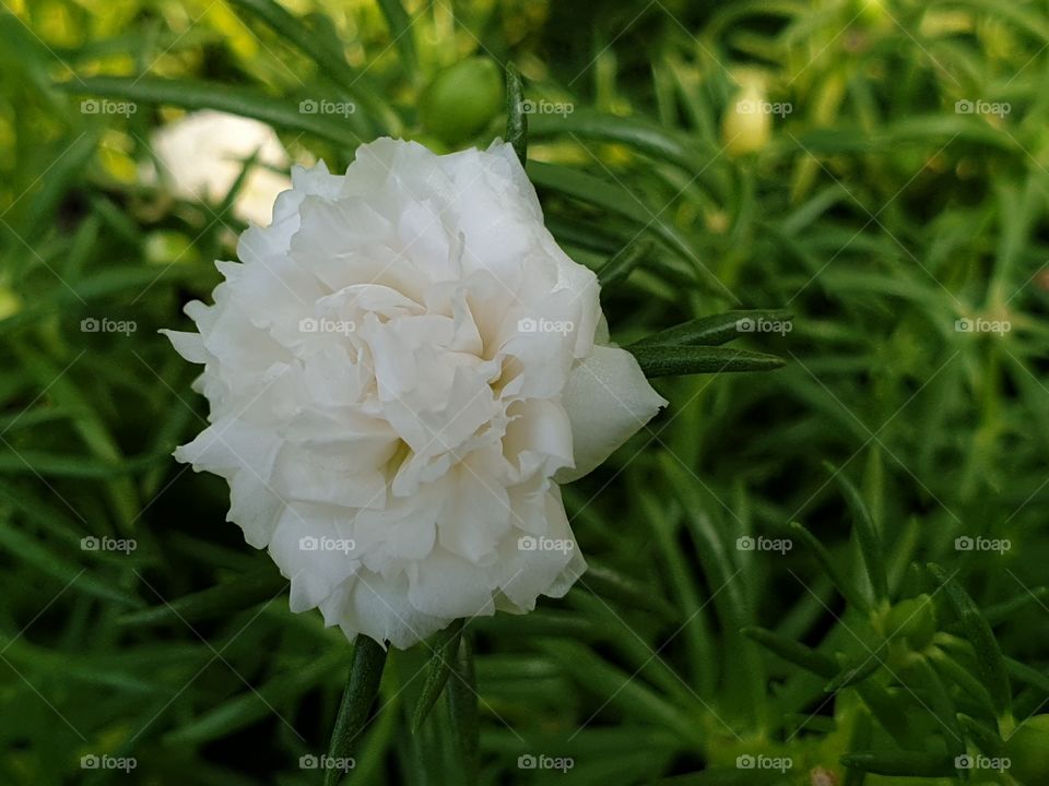 my beautiful Portulaca grandiflora