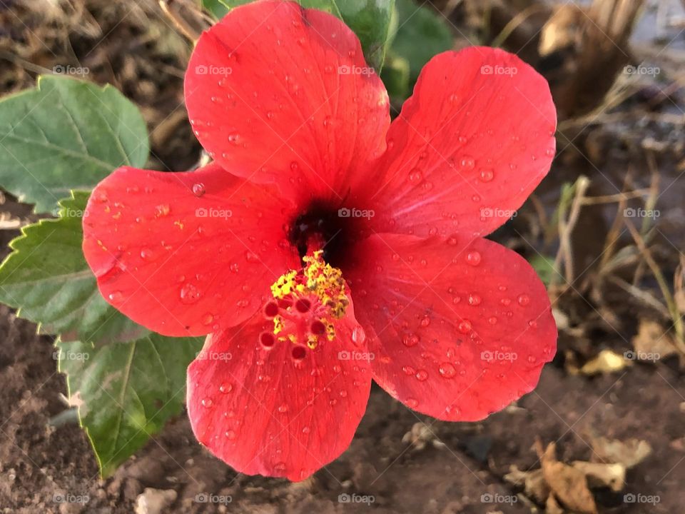 Beautiful red flower with droplets 