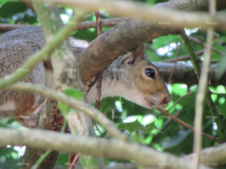 foraging squirrel