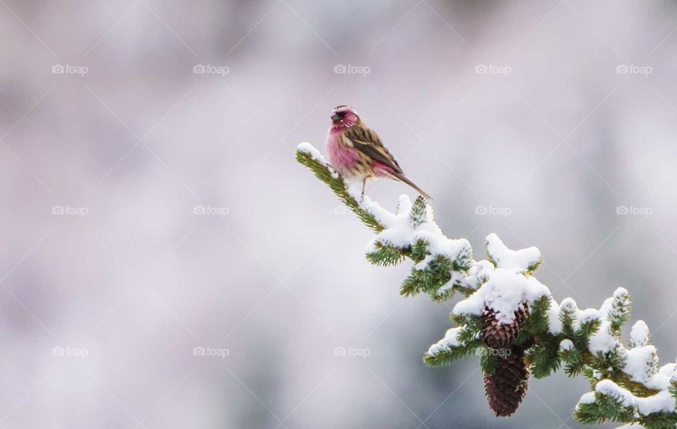 White Plum and Crimson Sparrow