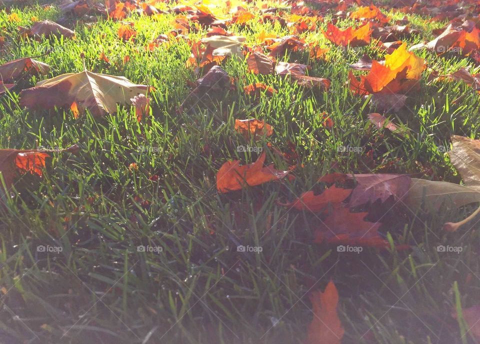 Grass and leaves in the chilly morning
