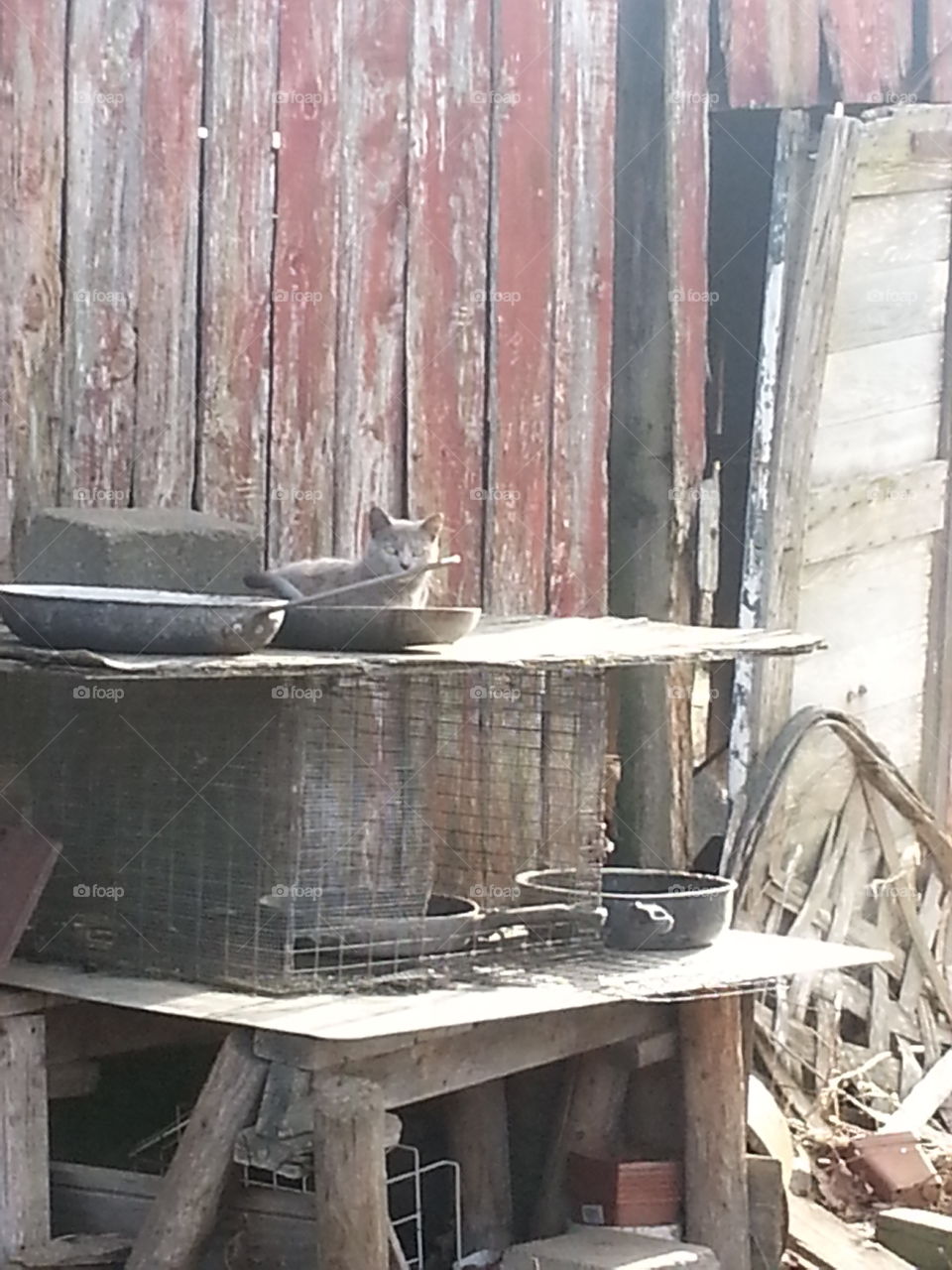cat old barn. cat in a pan