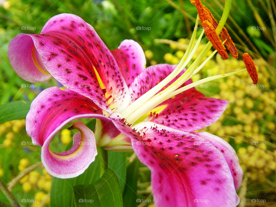 Beauty of a  flower..