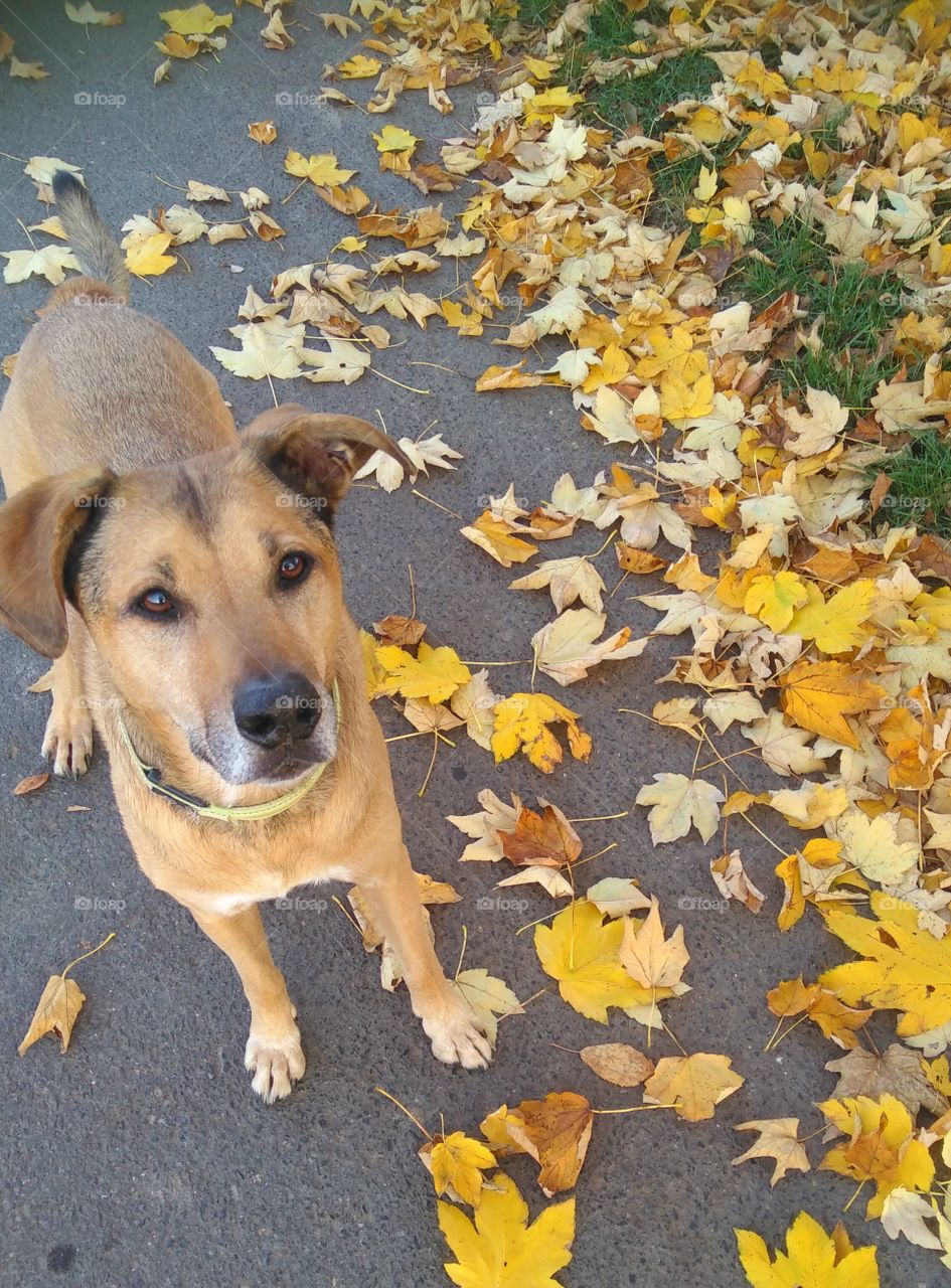 dog in autumn fall
