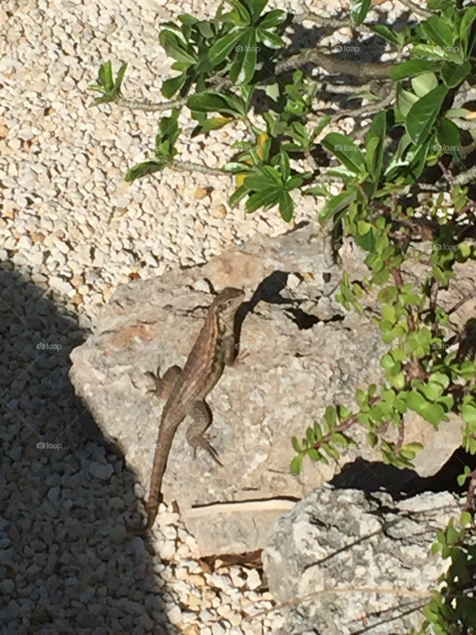 Lizard