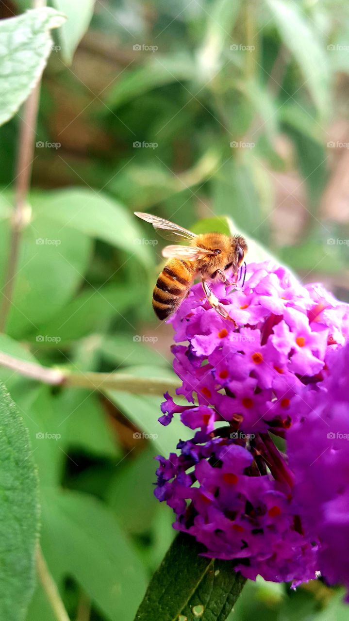 beautiful bee at work