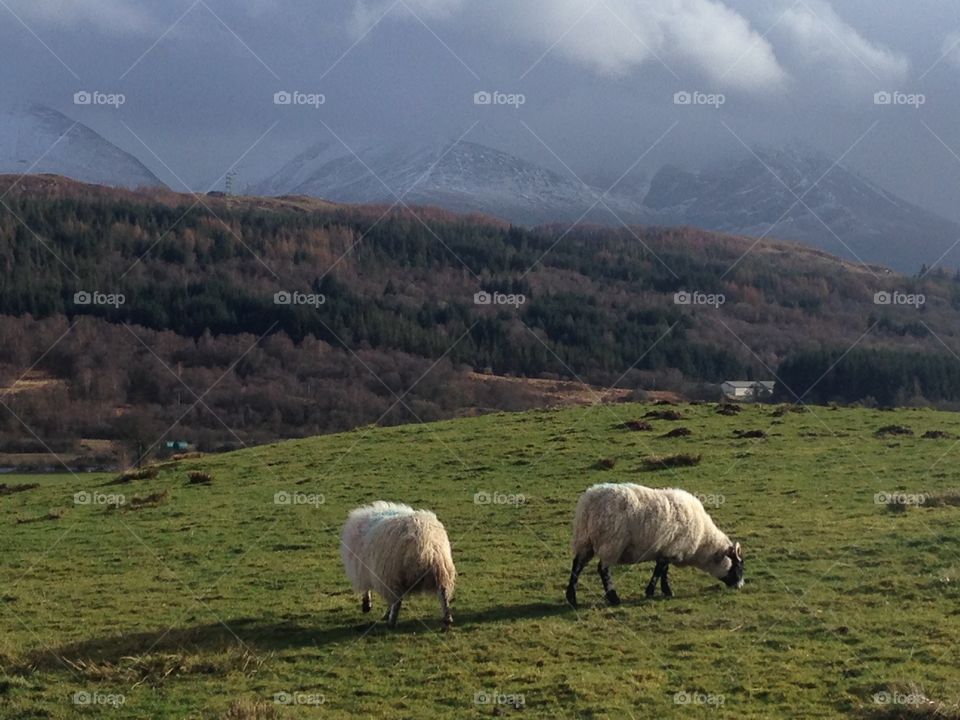 The Scottish Sheeps