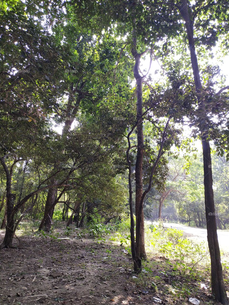 A pleasant trip through the woods, really refreshing specially in these tough times