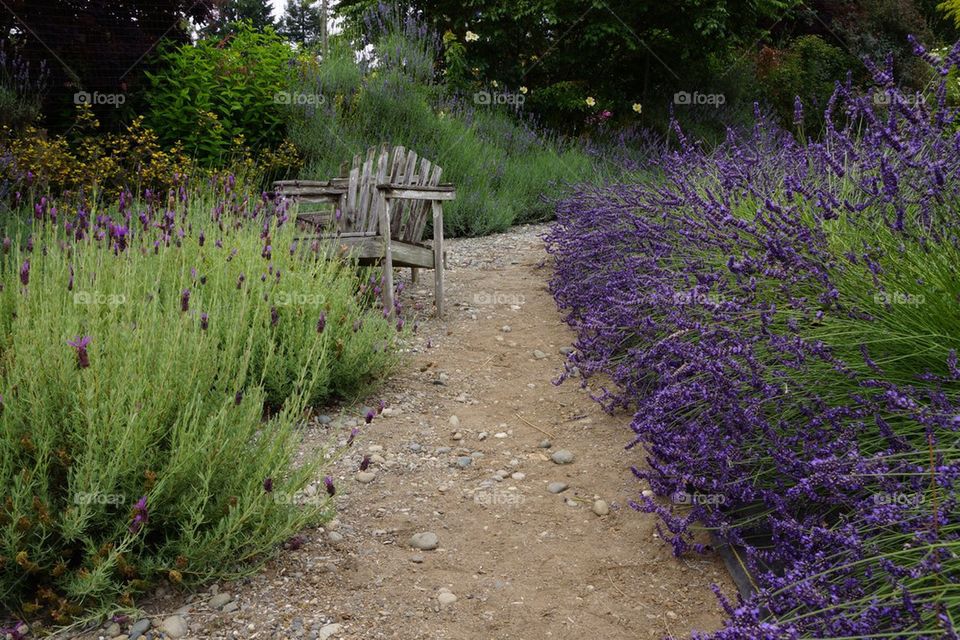 Lavender trails