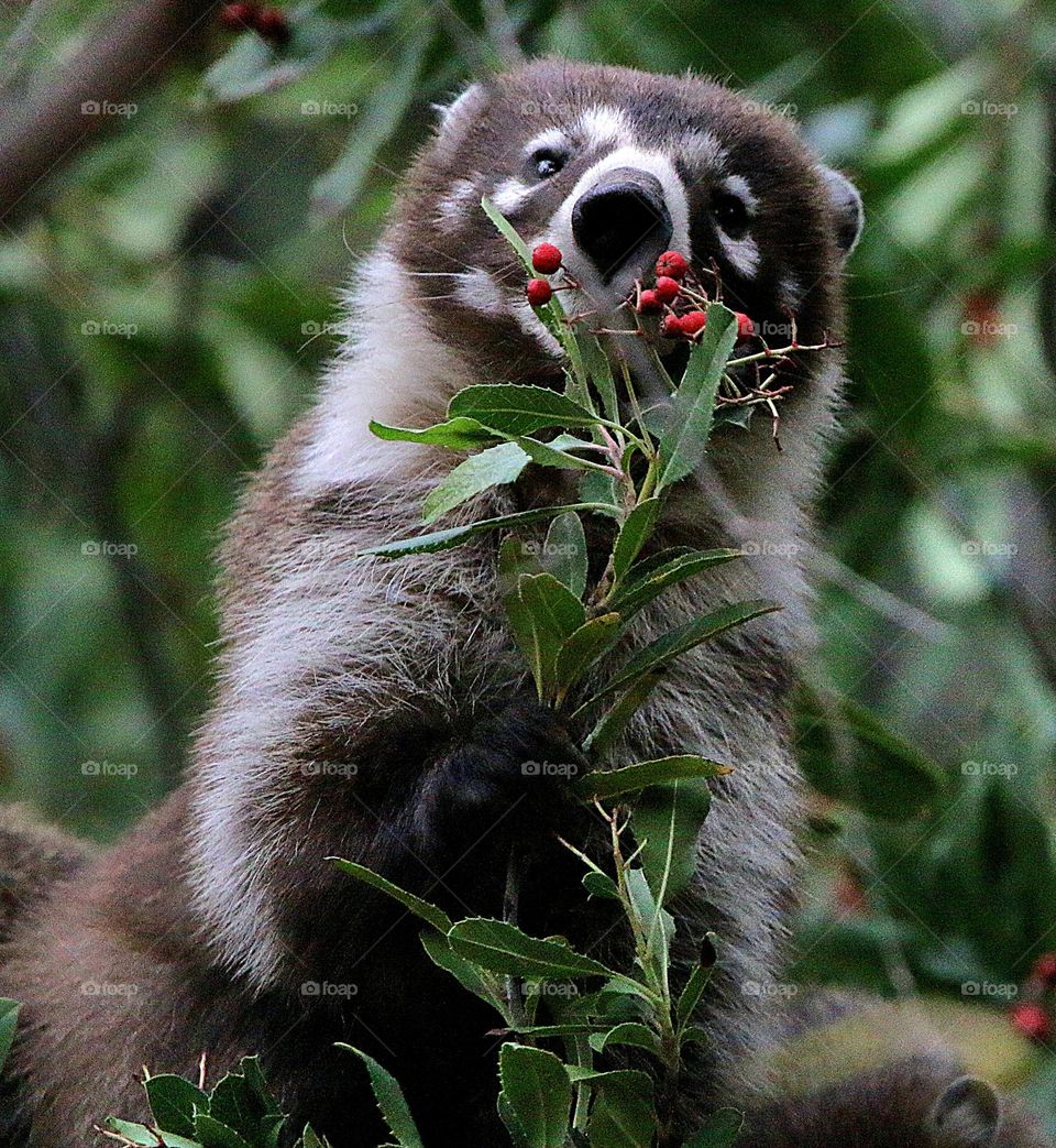 Coati Munching on Red Berries