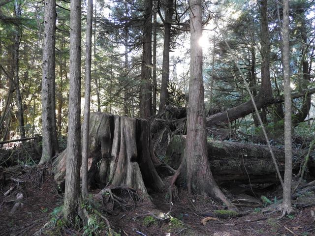 Forest