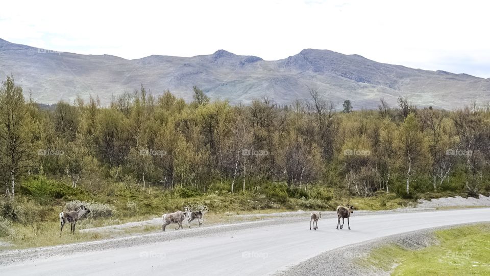 Beautiful landscape with reindeers and mountains